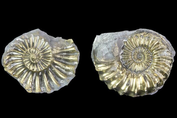 Pyritized Pleuroceras Ammonite Pos/Neg - Germany #70158